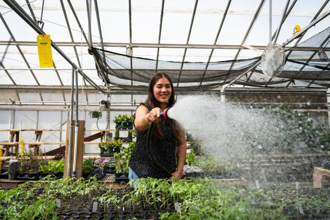 A student tends to plants in a greenhouse. 