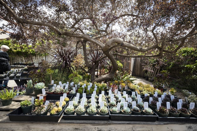 A table full of student-grown succulent plants. 