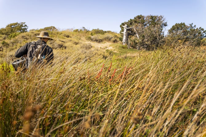 A student walks through tall grass at Swanton Pacific Ranch. 