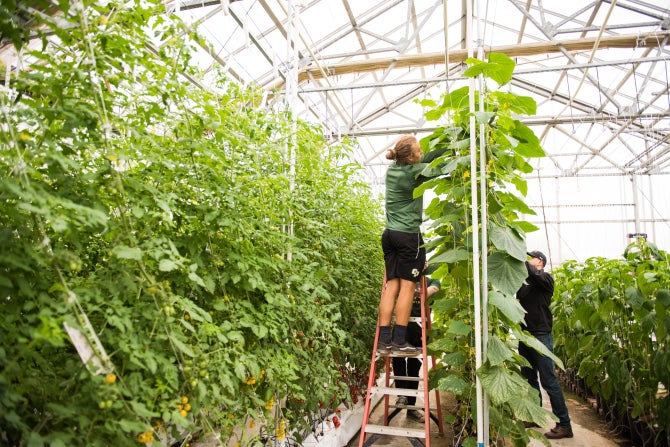 Students work with tomato plants in a greenhouse on campus. 