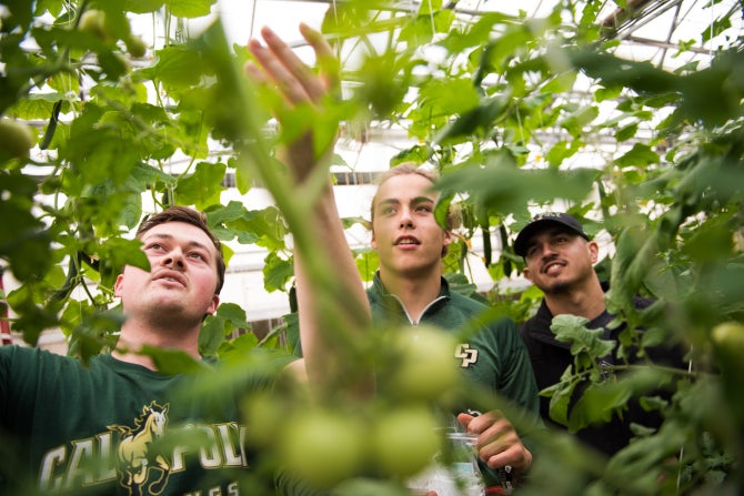 Students inspect tomato plants in a campus greenhouse. 