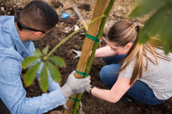Students plant a tree on campus. 