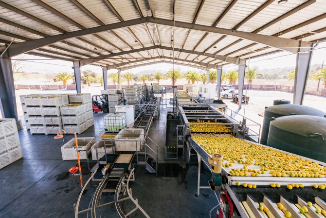 The state-of-art wash line for processing citrus which, along with a 14,900-square-foot steel canopy to protect it, was installed by Bee Sweet Citrus at Cal Poly's Bartleson Ranch.