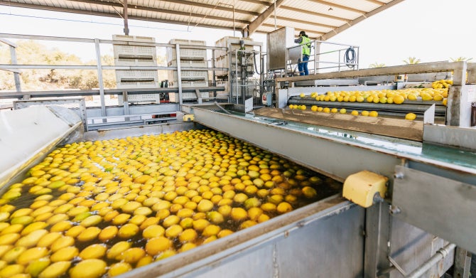 Agriculture Systems Management students operate the bin dumper while working at the state-of-art wash line for processing citrus which, along with a 14,900-square-foot steel canopy to protect it, was installed by Bee Sweet Citrus at the Bartleson Ranch near Nipomo.