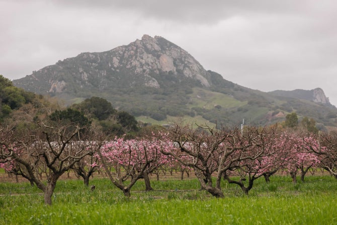 An orchard in bloom in the spring.