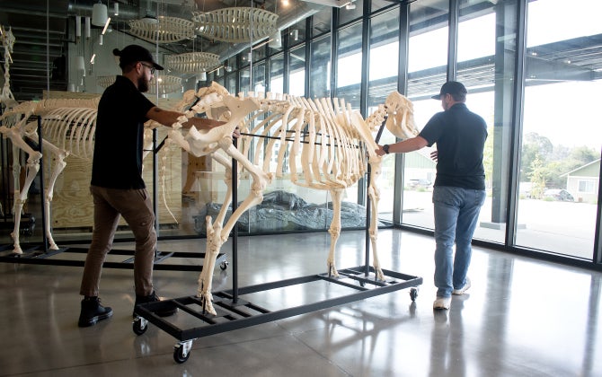 An equine skeleton is added to Animal Health Center. 