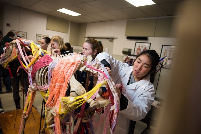 Students study models during an Animal Anatomy lab. 