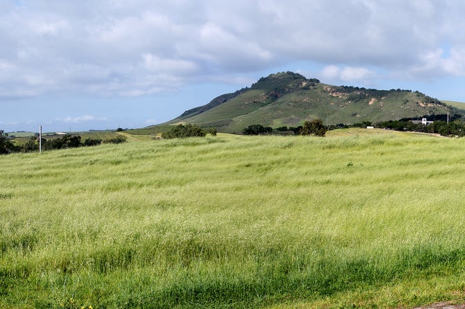 A grass range at Bartleson Ranch and Conservatory. 