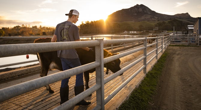 The sun sets behind Bishop Peak with a student attending a cow at the dairy on campus. 