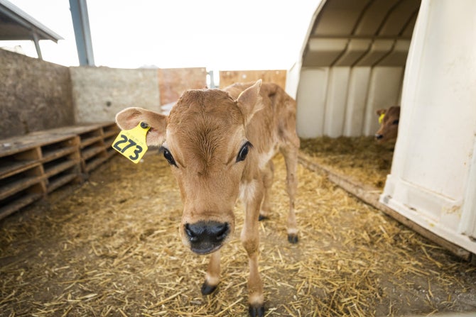 A calf in the Cal Poly Dairy. 