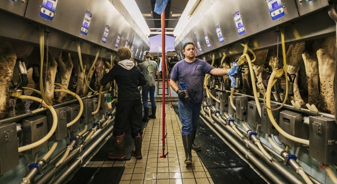 Students work at the Cal Poly Dairy.