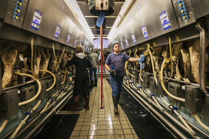 Students work at the Cal Poly Dairy.