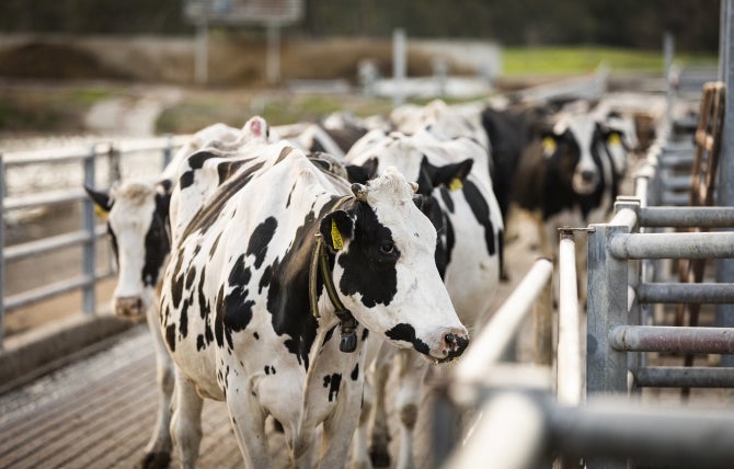 Dairy cows at the Cal Poly Dairy. 