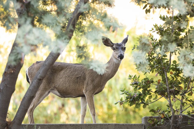 A deer grazes between trees on campus. 