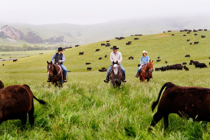Three students on horse back drive cattle across green grass-covered hills with a layer of fog in the background. 