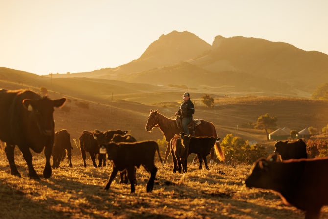 A student on horseback drives cattle. 