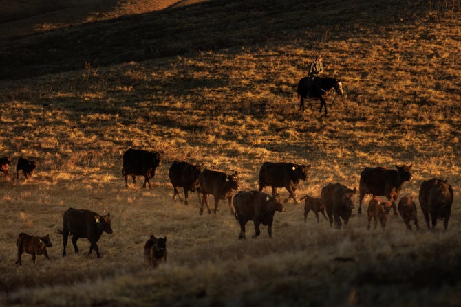 As day breaks students on horseback drive Cal Poly cattle from one grazing field to another at the Escuela Ranch.