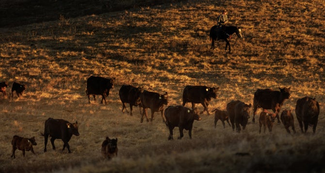 Cattle graze in green grass while Cal Poly students on horseback work Cal Poly cattle at the Escuela Ranch. 