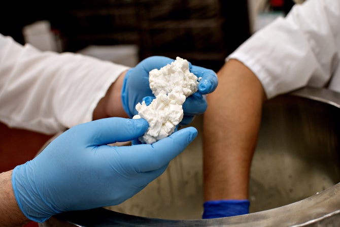 A gloved hand holds cheese curds. 