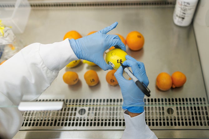 Gloved hands use a sharpie to label a lemon in a laboratory on campus. 