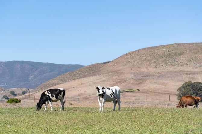Cows in the pasture at Cal Poly. 