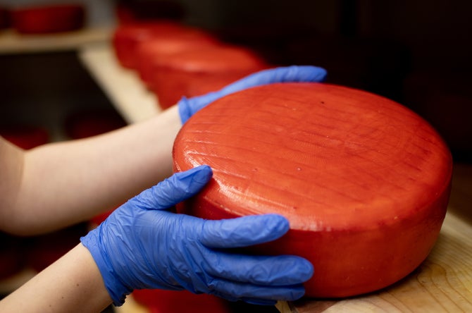 A wheel of Cal Poly student made gouda. 
