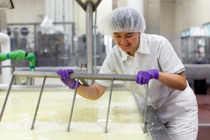 A student cuts cheese curd. 