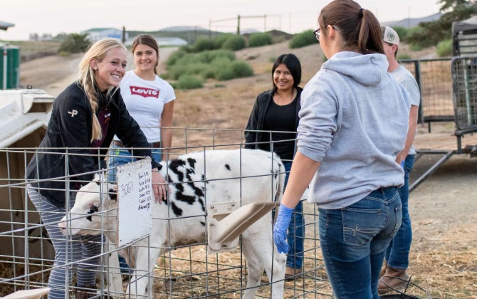 Students smile at each other while feeding a calf at the Cal Poly Dairy.