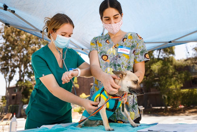 Two students examine a small dog during a community vet clinic. 