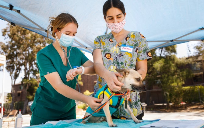 Two Cal Poly students perform a checkup on a small dog during Doggy Days, a veterinary community service clinic that administers healthcare checkups and vaccines to animals owned by the unhoused population in San Luis Obispo.
