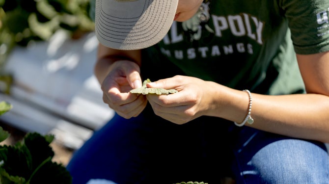 A student kneels in a strawberry field and inspects a leaf for insects. 