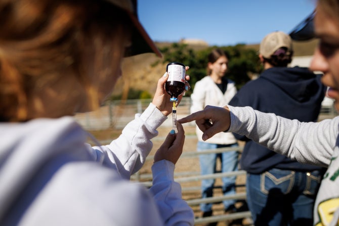 Graduate students give goats a selenium and vitamin E booster shot.