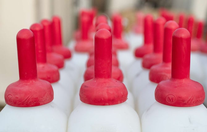 Milk bottles with red nipples in lines.  