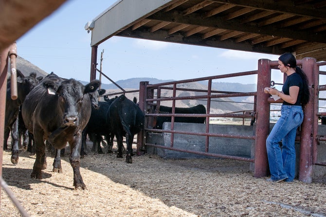 A female student leans against a corral fence as cattle run past. 