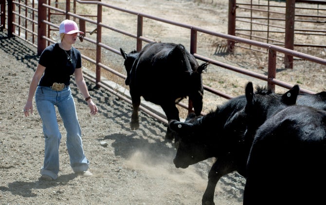 Animal science students check ear tags on cattle. 
