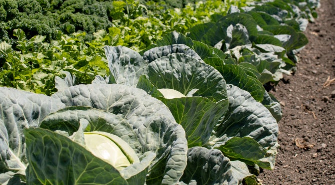 A head of cabbage grows in an organic field on campus. 