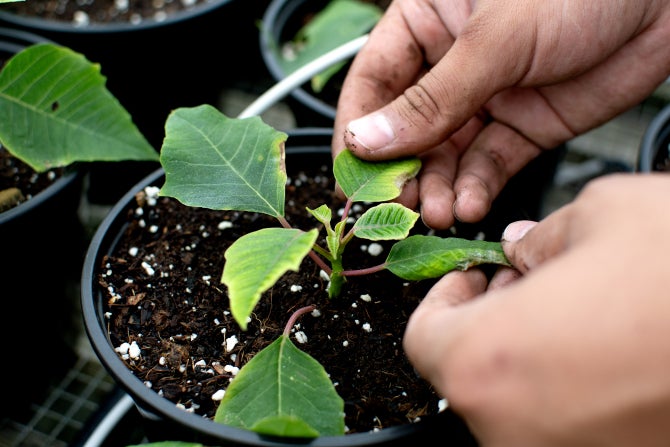 A closeup of a plant sciences student's hands holding the leaves of a poinsettia plant. 