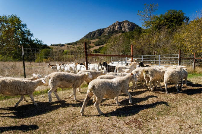 Sheep graze in a field on campus. 
