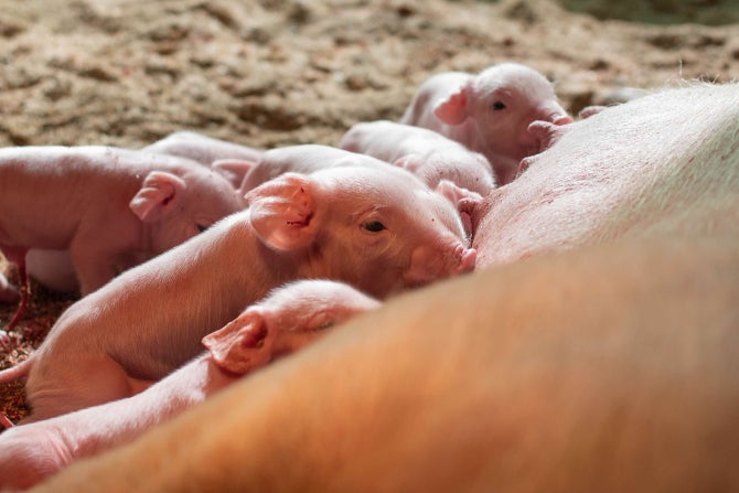 Piglets with their mother. 
