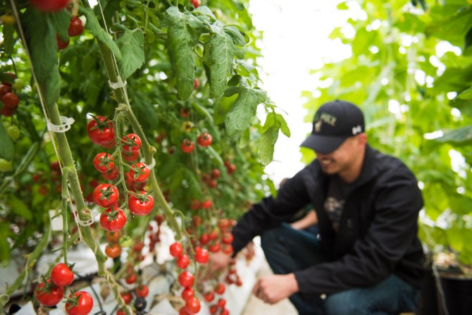 Tomatoes hang from a vine as a student works in a greenhouse. 