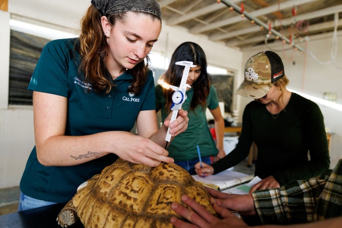 Students take measurements and weigh tortoises from the Smithsonian's National Zoo in Washington D.C.