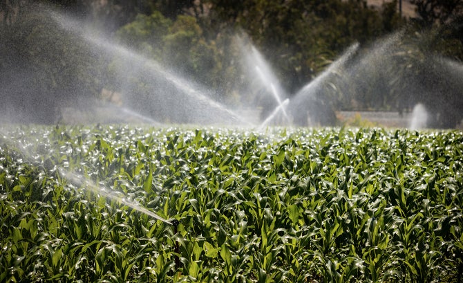 Sprinklers water crops on campus. 