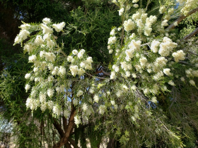 The Australian Garden at the Leaning Pine Arboretum.