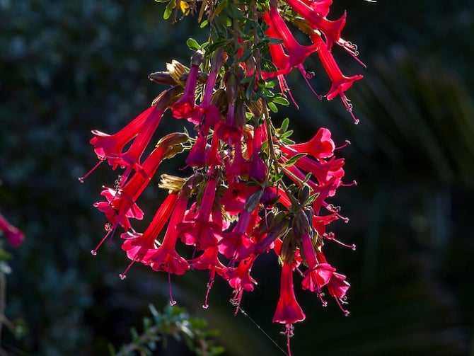 The Chilean Garden at the Leaning Pine Arboretum.