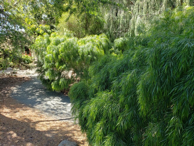 The Entry Garden at the Leaning Pine Arboretum.