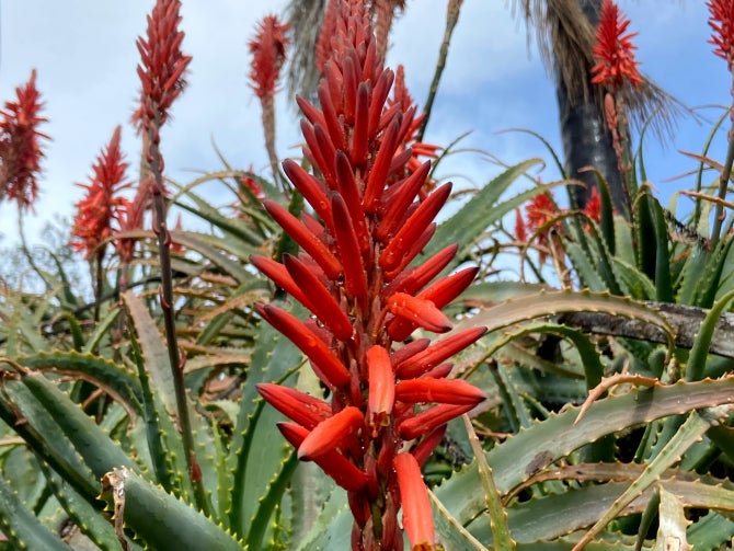 The Palm and Aloe Garden at the Leaning Pine Arboretum.
