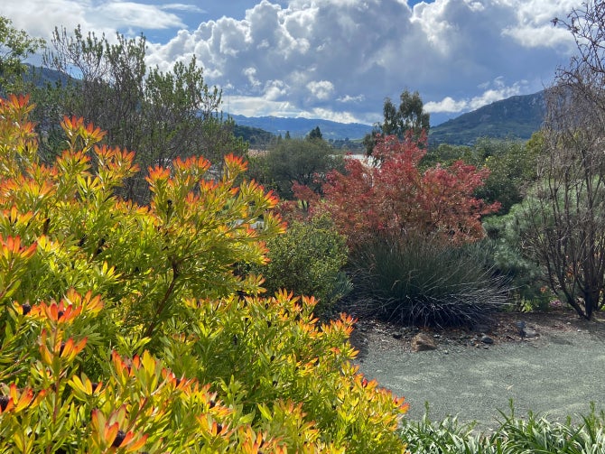 The South African Garden at the Leaning Pine Arboretum.