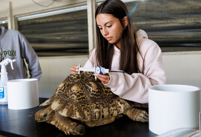 Students take measurements and weight for each of the 17 tortoises.